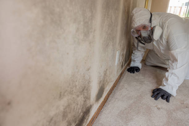 Best Mold Removal for HVAC Installations in Wernersville, PA